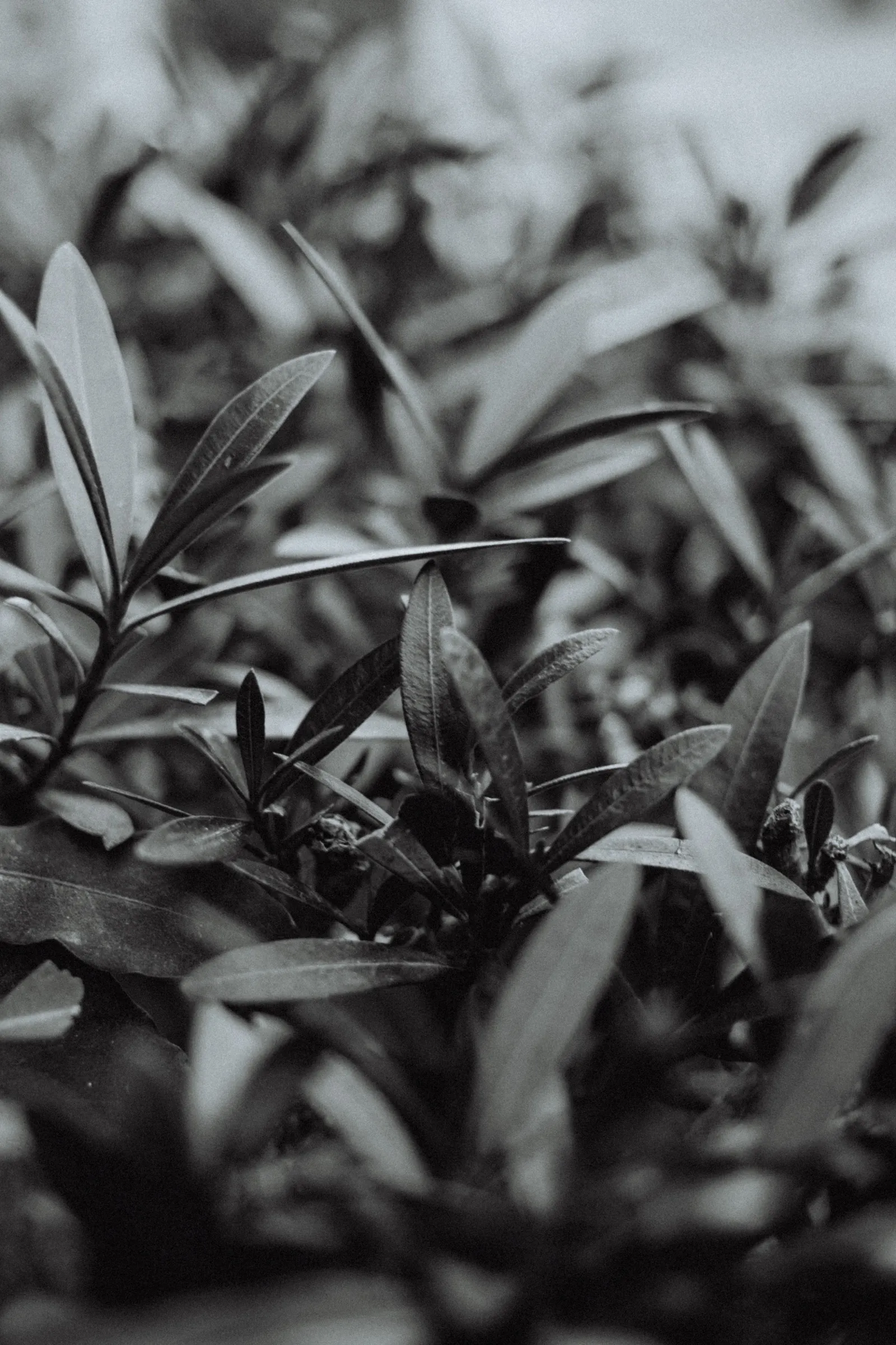 Black & White (2017), photo 4