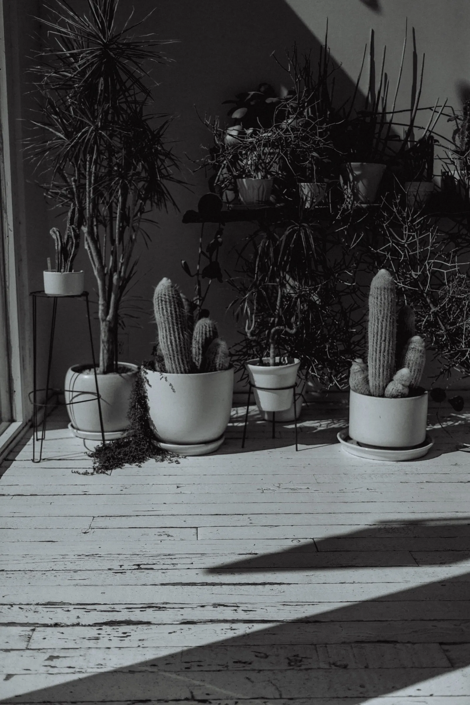 Black & White (2017), photo 11